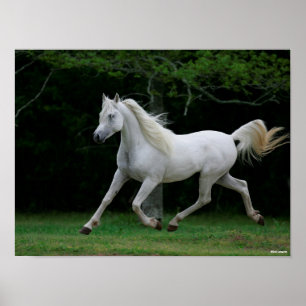 Affiche Bob Langrish   Grey Arab Running