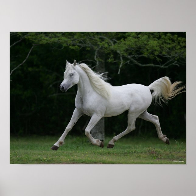 Affiche Bob Langrish | Grey Arab Running (Devant)