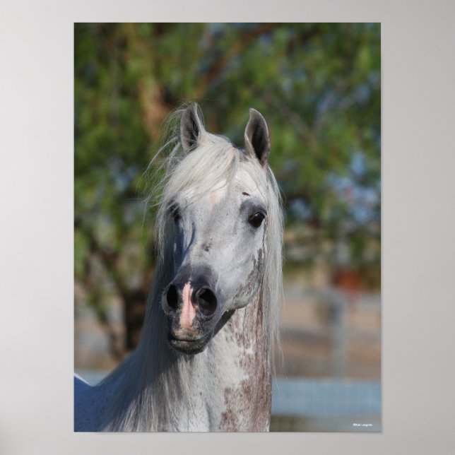 Affiche Bob Langrish | Grey Arab Stallion Headshot (Devant)