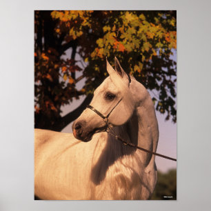 Affiche Bob Langrish   Grey Arab Stallion Headshot 4