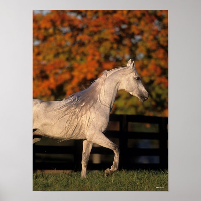 Affiche Bob Langrish | Grey Arab Stallion Walking Autumn (Devant)