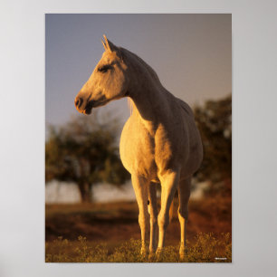 Affiche Bob Langrish   Grey Arab Standing