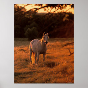 Affiche Bob Langrish   Grey Arab Standing at Sunset