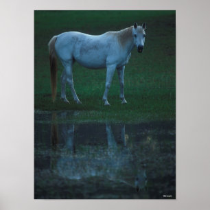 Affiche Bob Langrish Grey Arab Standing By Pond Reflet
