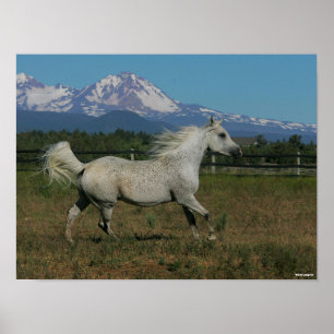 Affiche Bob Langrish Grey Arrière - plan arabe de la monta