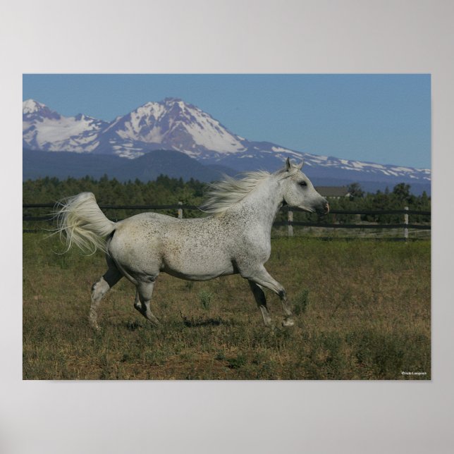 Affiche Bob Langrish Grey Arrière - plan arabe de la monta (Devant)