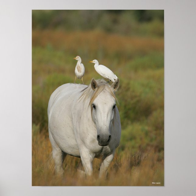 Affiche Bob Langrish | Grey Camargue Horse with Two Birds (Devant)