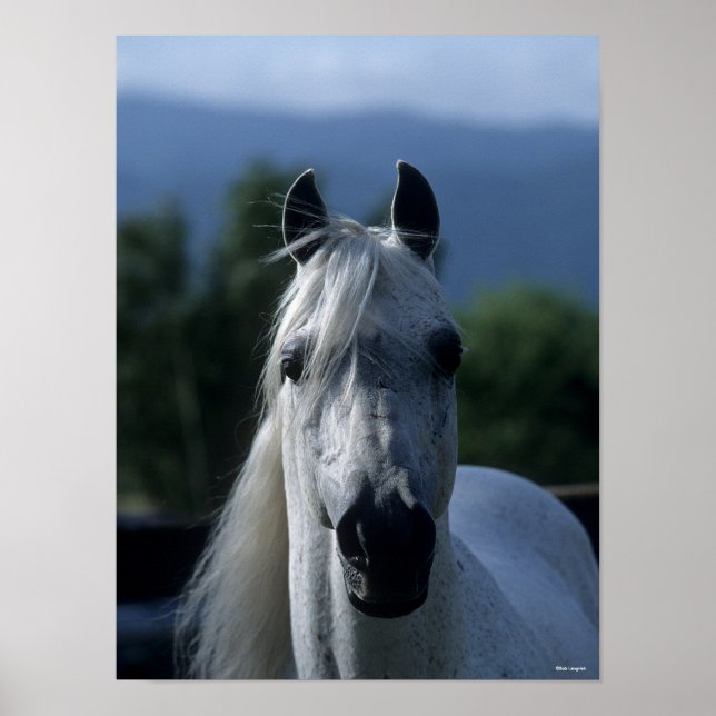 Affiche Bob Langrish Grey Stallion arabe debout (Devant)