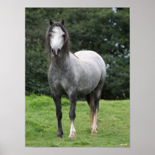 Affiche Bob Langrish   Grey Welsh Pony Standing