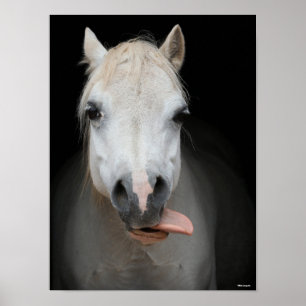 Affiche Bob Langrish Gris Gallois Pony Avec La Langue