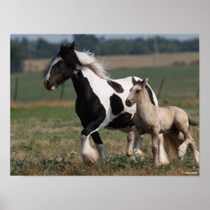 Affiche Bob Langrish   Gypsy Vanner Mare et Foal Running