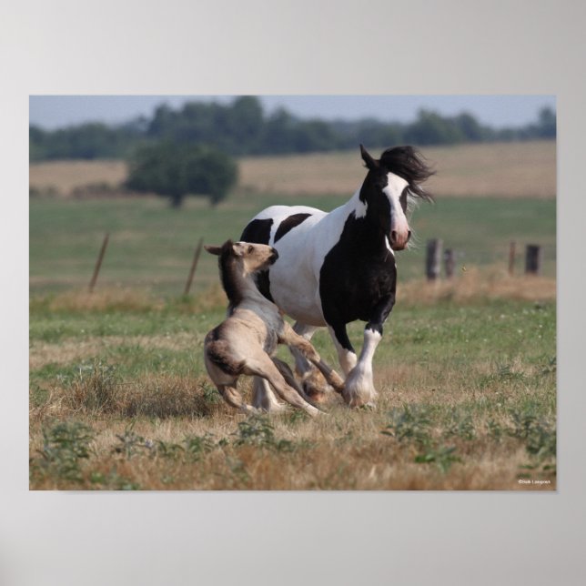 Affiche Bob Langrish | Gypsy Vanner Mare et Foie (Devant)
