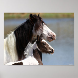 Affiche Bob Langrish   Gypsy Vanner Mare et Foie Capture d