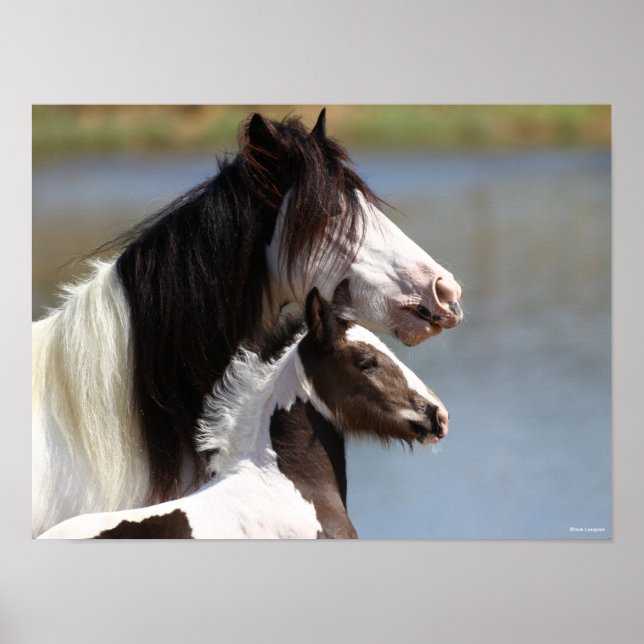 Affiche Bob Langrish | Gypsy Vanner Mare et Foie Capture d (Devant)
