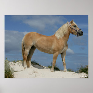 Affiche Bob Langrish   Haflinger Debout Sur La Plage