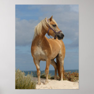 Affiche Bob Langrish   Haflinger Debout Sur La Plage