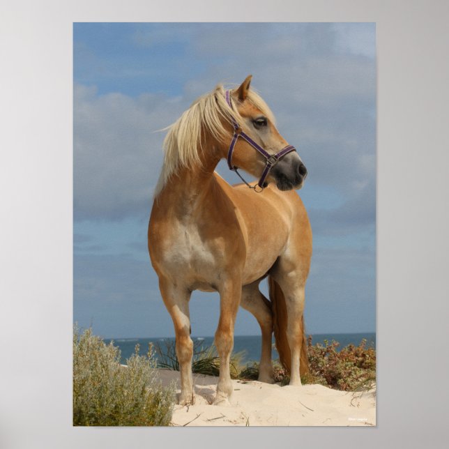 Affiche Bob Langrish | Haflinger Debout Sur La Plage (Devant)