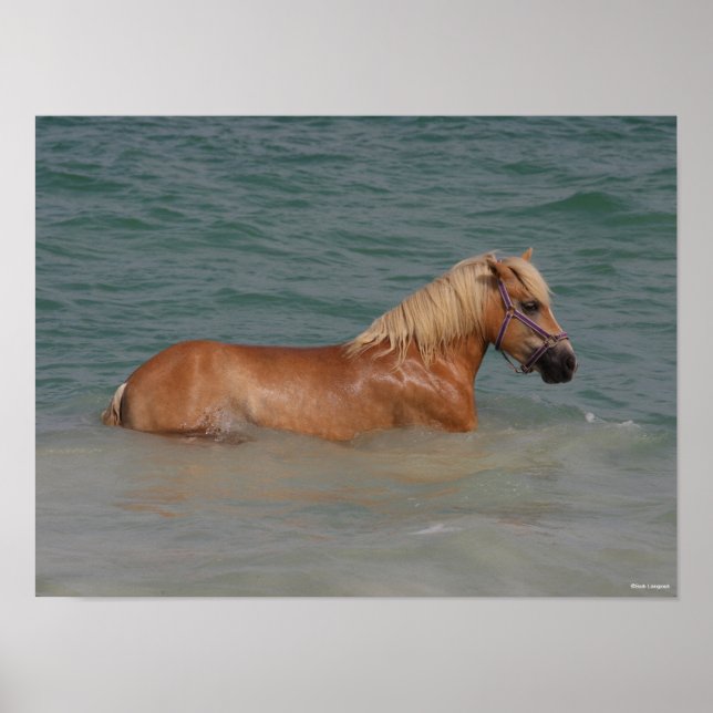 Affiche Bob Langrish | Haflinger Horse Nager En Mer (Devant)