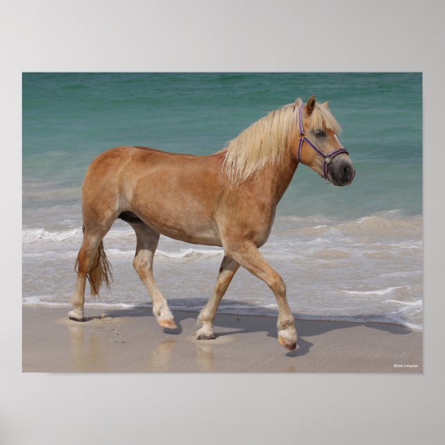 Affiche Bob Langrish | Haflinger Marcher Sur La Plage (Devant)