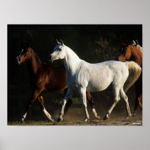 Affiche Bob Langrish   Herd Arab Mares Walking