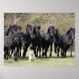 Affiche Bob Langrish   Herd Black Meren Cheval et Chien
