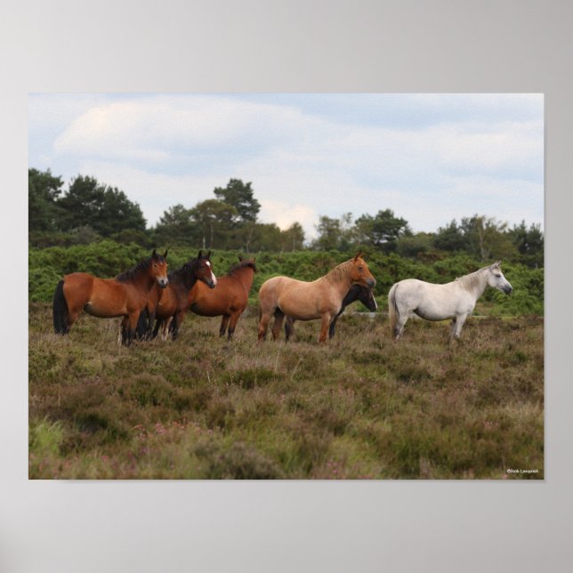 Affiche Bob Langrish | Herd New Forest Poney debout (Devant)