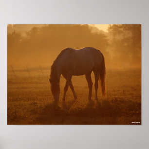 Affiche Bob Langrish   Horse Grazing Sunrise