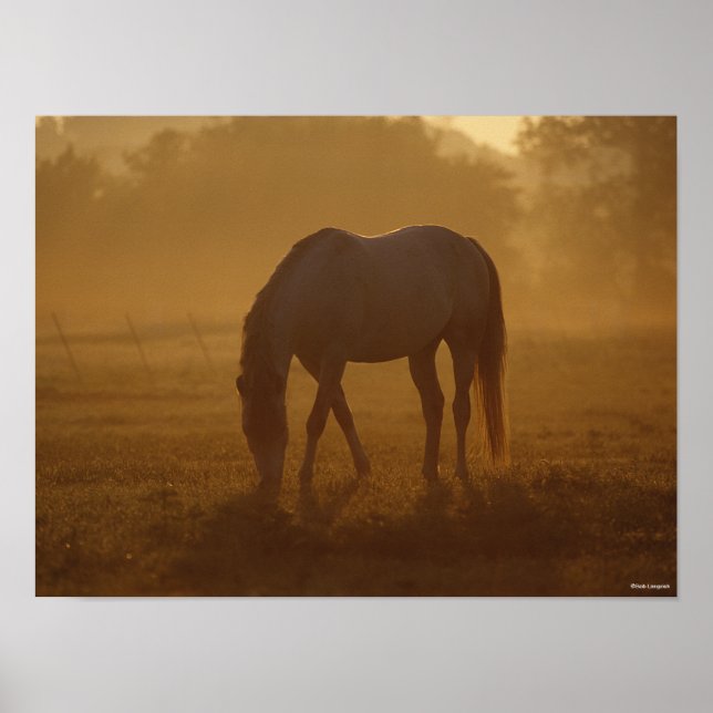 Affiche Bob Langrish | Horse Grazing Sunrise (Devant)