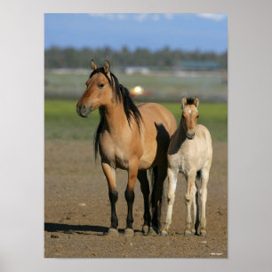 Affiche Bob Langrish Kiger Mustang Mare and Foal Standing