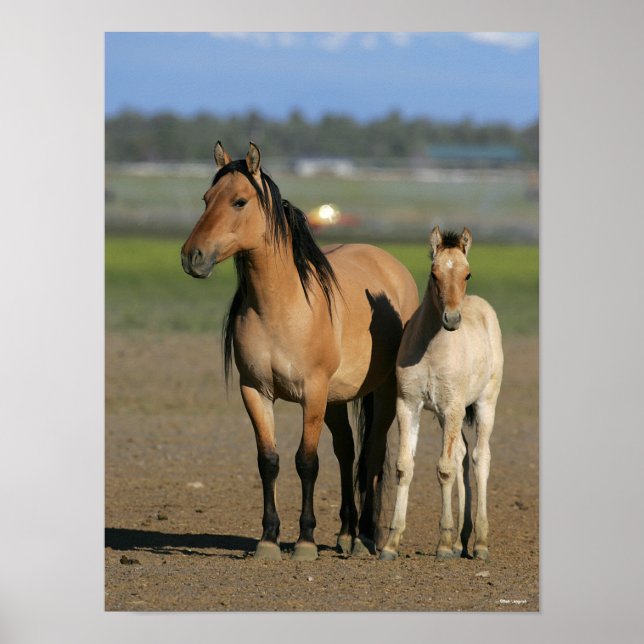 Affiche Bob Langrish Kiger Mustang Mare and Foal Standing (Devant)