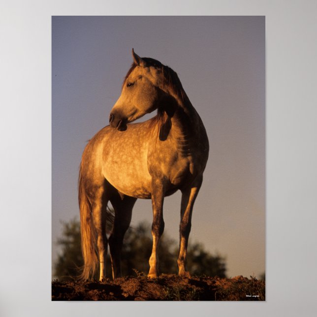 Affiche Bob Langrish | Les Arabes debout Sur La Colline Au (Devant)