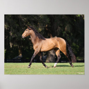 Affiche Bob Langrish   Light Bay Lusitano Running