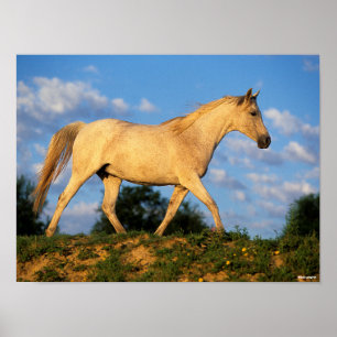 Affiche Bob Langrish   Marche arabe grise