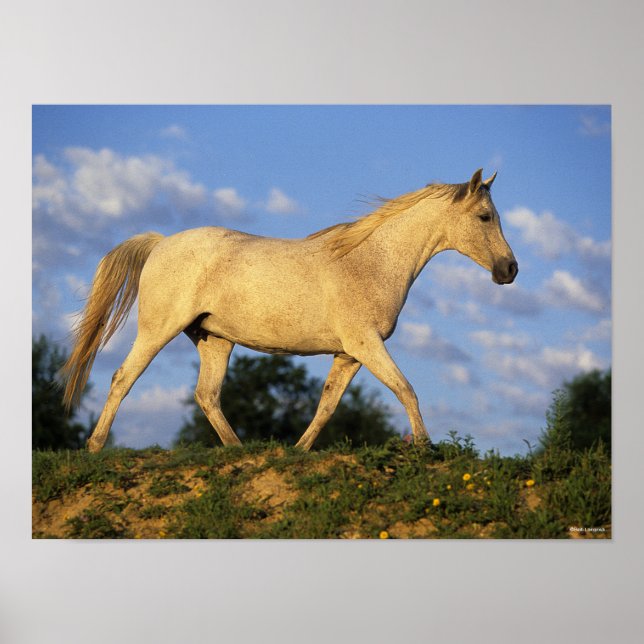 Affiche Bob Langrish | Marche arabe grise (Devant)