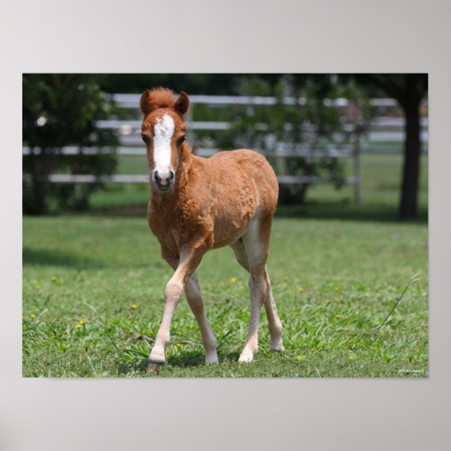 Affiche Bob Langrish | Miniature Pony Foal Walking (Devant)