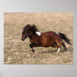 Affiche Bob Langrish Miniature Pony Running Fast