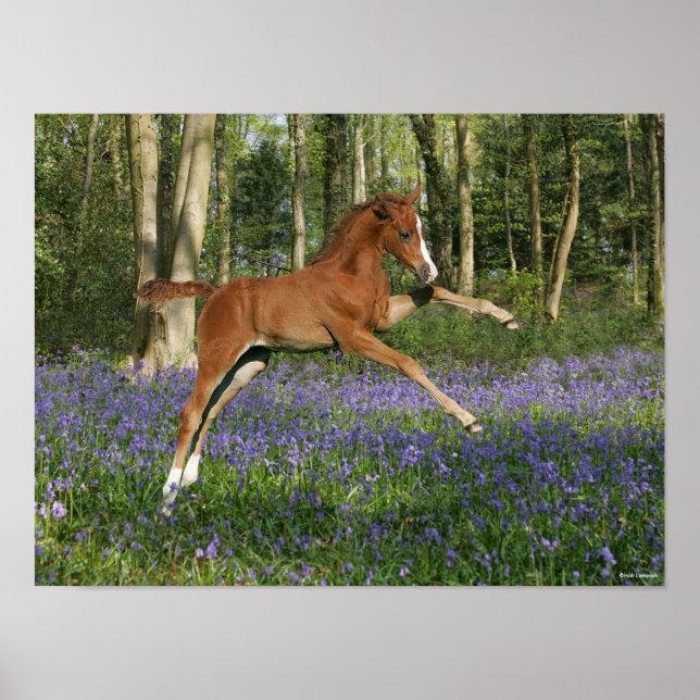 Affiche Bob Langrish | Morgan Foal saute avec Bluebells (Devant)