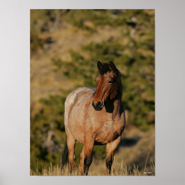 Affiche Bob Langrish | Mustang Horse Standing (Devant)