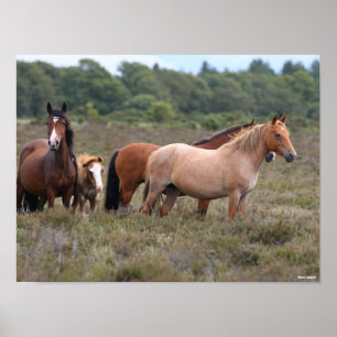Affiche Bob Langrish   Nouveaux poneys forestiers et poula