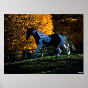 Affiche Bob Langrish   Paint Horse Runn Automne