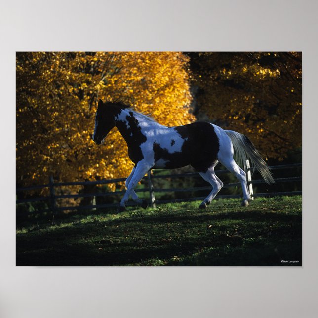 Affiche Bob Langrish | Paint Horse Runn Automne (Devant)