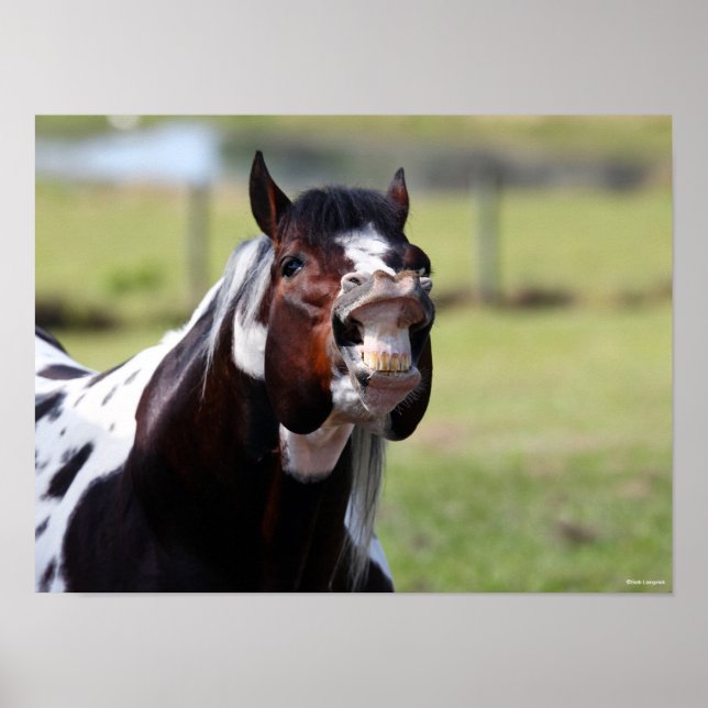 Affiche Bob Langrish | Paint Horse Stallion Flehmen (Devant)