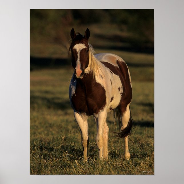 Affiche Bob Langrish | Paint Horse Standing (Devant)