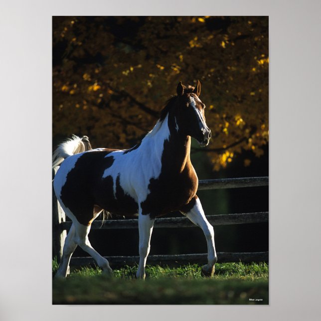 Affiche Bob Langrish | Paint Horse Walking Backlight Autom (Devant)