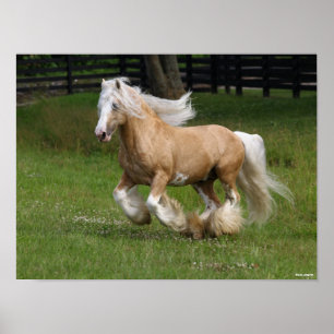 Affiche Bob Langrish   Palomino Gypsy Vanner Cheval Courir