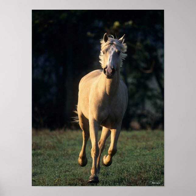 Affiche Bob Langrish | Palomino Horse Running Backlight (Devant)