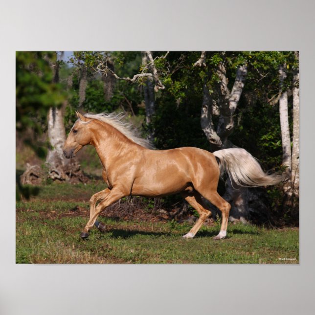 Affiche Bob Langrish | Palomino Lusitano Stallion en march (Devant)