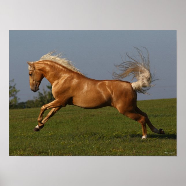 Affiche Bob Langrish | Palomino Lusitano Stallion Leaping (Devant)