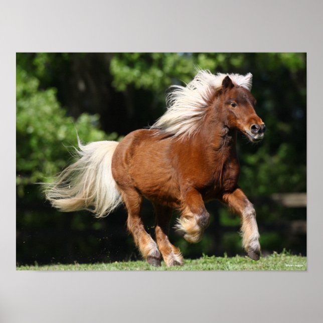 Affiche Bob Langrish | Palomino Miniature Pony Running (Devant)