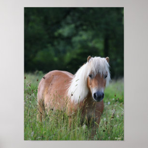Affiche Bob Langrish Palomino Shetland Debout Dans L'Her